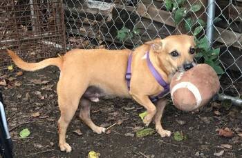 Rescue Chihuahua Dogs for Adoption in Tulsa, Oklahoma - Tito | PetCurious