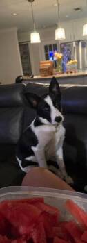 Border Collie Dogs Available for Adoption in Dallas, Texas - Dolly Nka Indi | PetCurious