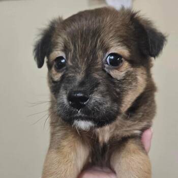Jessie -  Mixed Breed Dog for Adoption in Fredericksburg, Virginia - Jessie | PetCurious