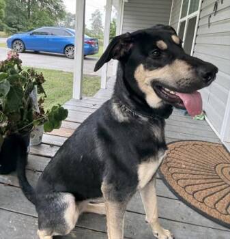 Ruby -  Retriever and Mixed Breed Dog for Adoption in Brunswick, Georgia - Ruby | PetCurious