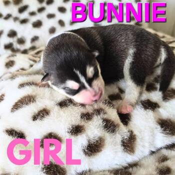 Pre-adoption only - Watch Bunny grow for adoption -  Husky and Shepherd Dog for Adoption in Los Angeles, California - Pre-adoption Only - Watch Bunny Grow For Adoption | PetCurious
