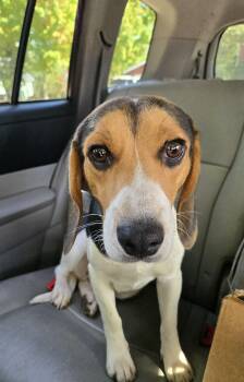 Rescue Beagle Dogs for Adoption in Friendship, New York - Remington | PetCurious