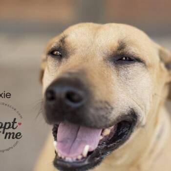 Trixie -  American Staffordshire Terrier Dog for Adoption in Bakersfield, California - Trixie | PetCurious