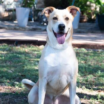 Rescue Labrador Retriever Dogs for Adoption in Williston, Vermont - Blondie | PetCurious