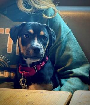Joey Puzzle - Local pup -  Boxer and Basenji Dog for Adoption in Andover, Massachusetts - Joey Puzzle - Local Pup | PetCurious