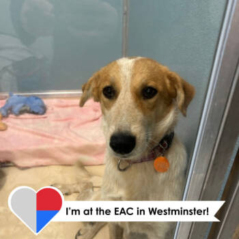 Rescue Australian Cattle Dog Blue Heeler and Mixed Breed Dogs for Adoption in Fort Collins, Colorado - Devlin | PetCurious