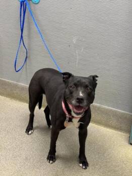 Staffordshire Bull Terrier Dogs Available for Adoption in Las Vegas, Nevada - SYN