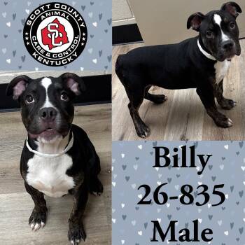Billy -  Staffordshire Bull Terrier Dog for Adoption in Georgetown, Kentucky - Billy | PetCurious