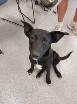 Border Collie Dogs Available for Adoption - Trencher | PetCurious