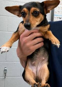 Ellie -  Miniature Dachshund and Chihuahua Dog for Adoption in Tifton, Georgia - Ellie | PetCurious