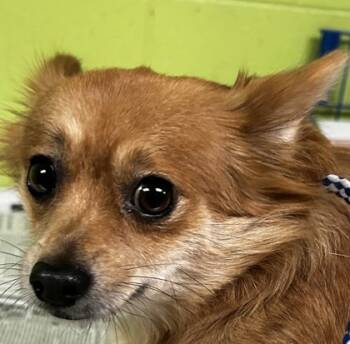 Rescue Chihuahua and Pomeranian Dogs for Adoption in Spartanburg, South Carolina - Spike | PetCurious