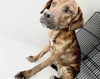 Plott Hound Dogs Available for Adoption in Houston, Texas - A654721 | PetCurious