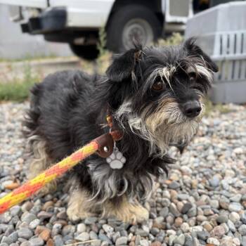 Mixed Breed Dogs Available for Adoption in Spokane, Washington - Luna | PetCurious