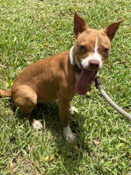 Vanessa -  Terrier and Mixed Breed Dog for Adoption in Honolulu, Hawaii - Vanessa | PetCurious