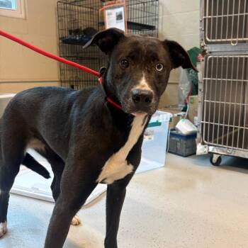 Mixed Breed Dogs Available for Adoption in Huntington, West Virginia - Sissy | PetCurious