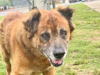 Mixed Breed Dogs Available for Adoption in Georgetown, Texas - Walter | PetCurious