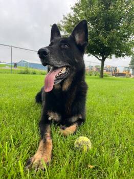 Rambo -  German Shepherd Dog Dog for Adoption in Hartford City, Indiana - Rambo | PetCurious
