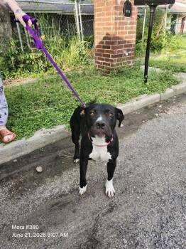 STORM -  American Staffordshire Terrier Dog for Adoption in San Antonio, Texas - STORM | PetCurious