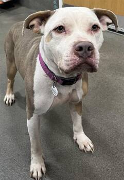 Pit Bull Terrier Dogs Available for Adoption - JAILYN | PetCurious