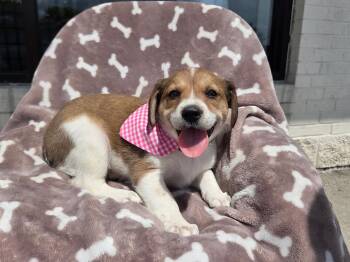 Beagle 3 girl -  Beagle and Australian Shepherd Dog for Adoption - Beagle 3 Girl | PetCurious