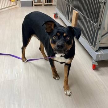 Penney -  Mixed Breed Dog for Adoption in Brentwood, Missouri - Penney | PetCurious