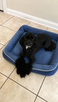 Burberry -  Cocker Spaniel and Shih Tzu Dog for Adoption in Euless, Texas - Burberry | PetCurious