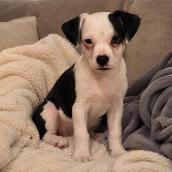 Esme -  Mixed Breed Dog for Adoption in Richmond, Virginia - Esme | PetCurious