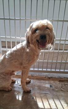 Rescue Mixed Breed Dogs for Adoption in Canon City, Colorado - Dusty | PetCurious
