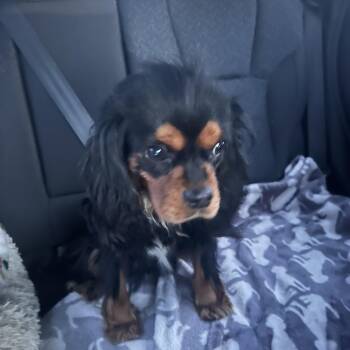 Cavalier King Charles Spaniel Dogs Available for Adoption - Teddy | PetCurious