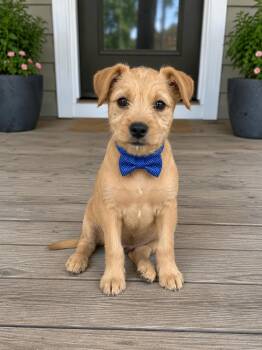 Arthur -  Norfolk Terrier and Border Terrier Dog for Adoption in Liverpool, Texas - Arthur | PetCurious