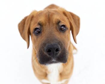 Mastiff Dogs Available for Adoption - Cap