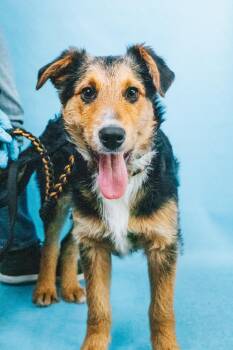 Airedale Terrier and Mixed Breed Dogs Available for Adoption - Ajax | PetCurious