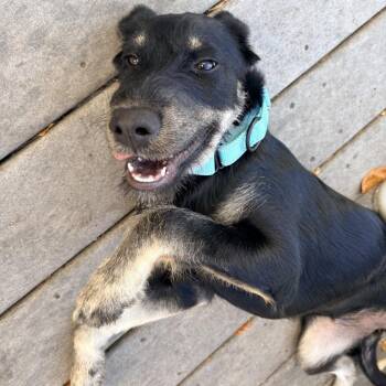 Misty -  Mixed Breed Dog for Adoption in Buffalo, Minnesota - Misty | PetCurious