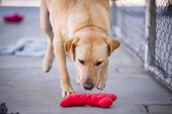 Gazor -  Labrador Retriever Dog for Adoption in Twentynine Palms, California - Gazor | PetCurious