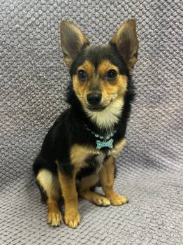 Rescue Corgi and Pomeranian Dogs for Adoption in Lodi, California - Molly | PetCurious