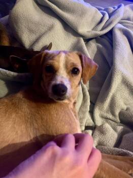 Chihuahua and Dachshund Dogs Available for Adoption - Birdy | PetCurious