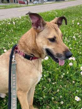 Hopper -  Hound and Labrador Retriever Dog Available for Adoption in Elmwood, Louisiana - Hopper | PetCurious