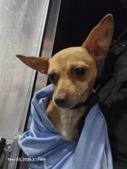 Chihuahua Dogs Available for Adoption in San Antonio, Texas - TERESA | PetCurious