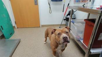GUAPO -  Pit Bull Terrier and Mixed Breed Dog for Adoption in Albuquerque, New Mexico - GUAPO | PetCurious