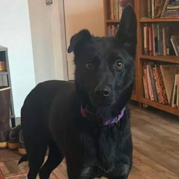 Husky Dogs Available for Adoption - Tiny | PetCurious