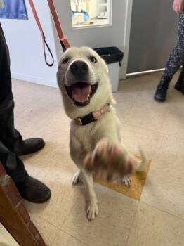 Klondike -  Shepherd Dog for Adoption in Brookings, Oregon - Klondike | PetCurious