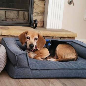 Beagle and Mixed Breed Dogs Available for Adoption - Brigit | PetCurious