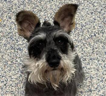 Ky -  Schnauzer Dog for Adoption in Golden, Colorado - Ky | PetCurious