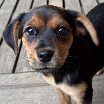 Chili -  Mixed Breed Dog for Adoption in Normal, Illinois - Chili | PetCurious