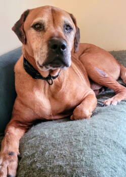 Rescue Labrador Retriever Dogs for Adoption in Topeka, Kansas - Morty | PetCurious