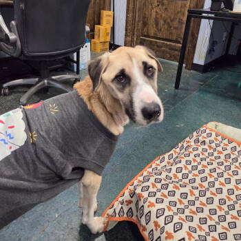 Rescue Anatolian Shepherd Dogs for Adoption in Chico, California - FLASH | PetCurious