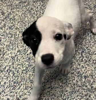 Reagan -  Boxer Dog for Adoption in Golden, Colorado - Reagan | PetCurious