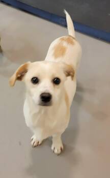 Sam -  Chihuahua Dog for Adoption in Van Alstyne, Texas - Sam | PetCurious