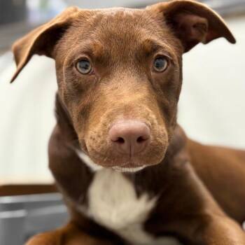 Chocolate Labrador Retriever and Australian Shepherd Dogs Available for Adoption in Monticello, Iowa - Creme Brulee | PetCurious