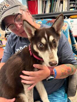 Coco: Not At shelter (av 7/15) -  Pomeranian and Husky Dog for Adoption in Rustburg, Virginia - Coco: Not At Shelter (av 7/15) | PetCurious